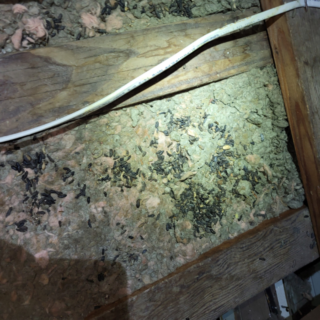Attic with rodent droppings and debris