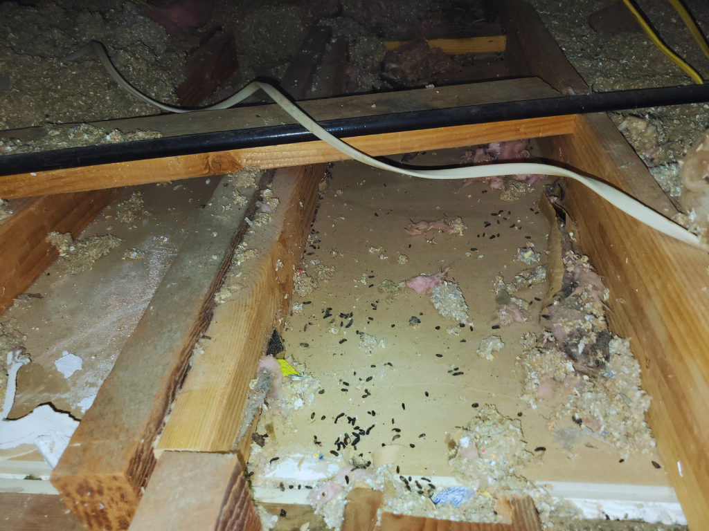 Rodent droppings and contaminated insulation