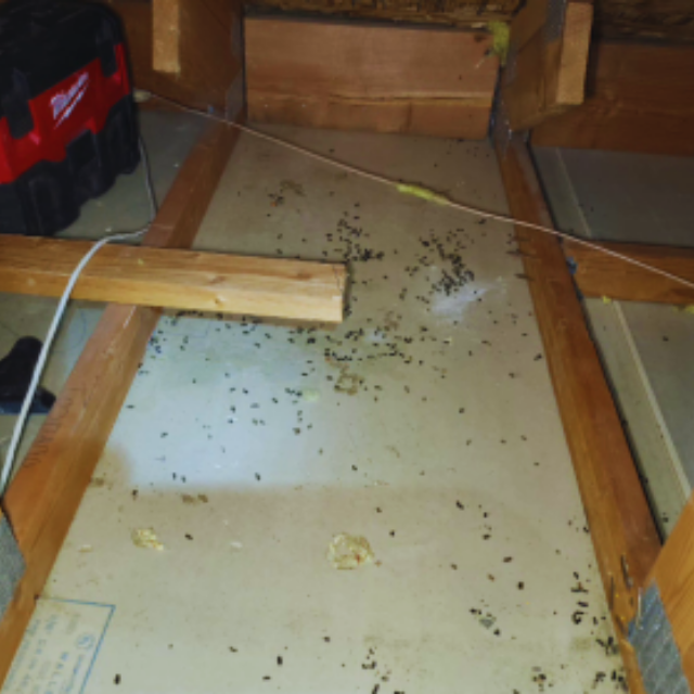 Attic with rodent droppings before cleanup