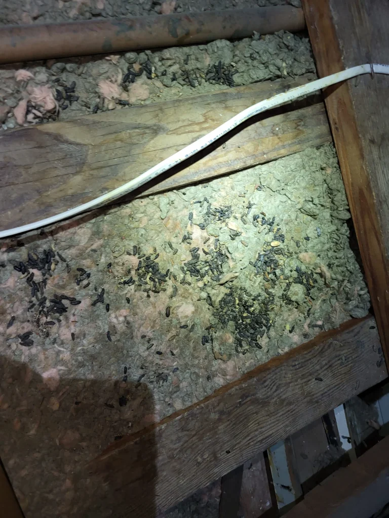 Before: Attic Decontamination — Rodent Droppings Removed and Insulation Replaced