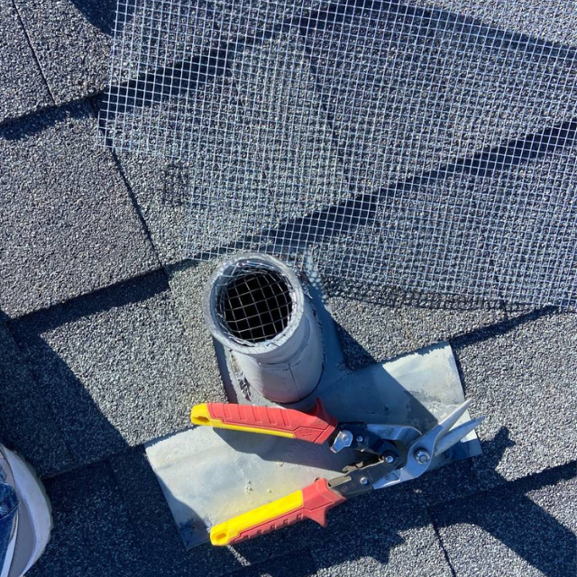 Rodent entry point identified near roofline