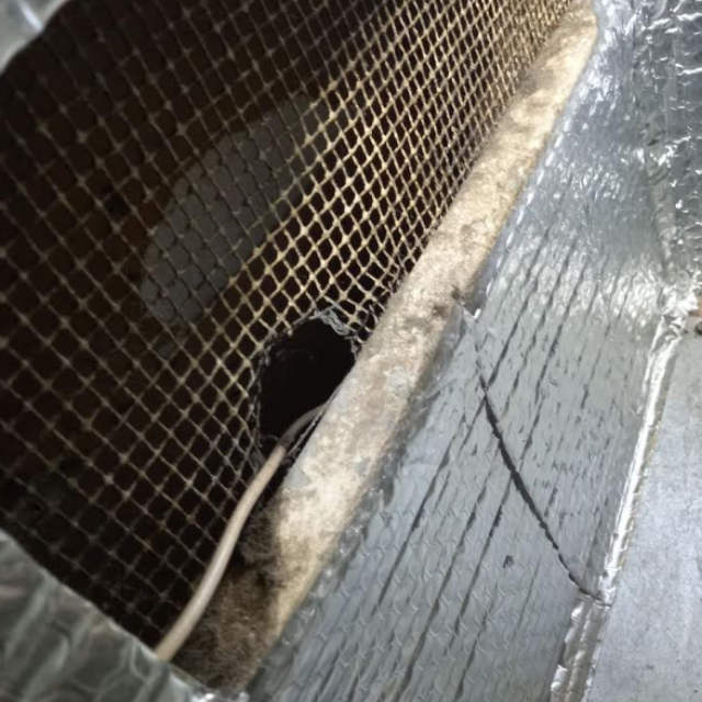 Before: Rodent Proofing in Costa Mesa