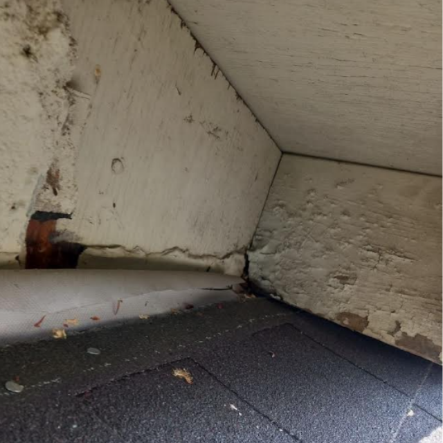 Before: Rodent Proofing in Costa Mesa