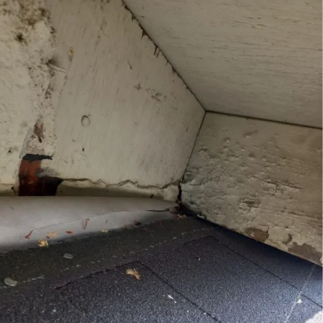 Before: Rodent Proofing in Costa Mesa