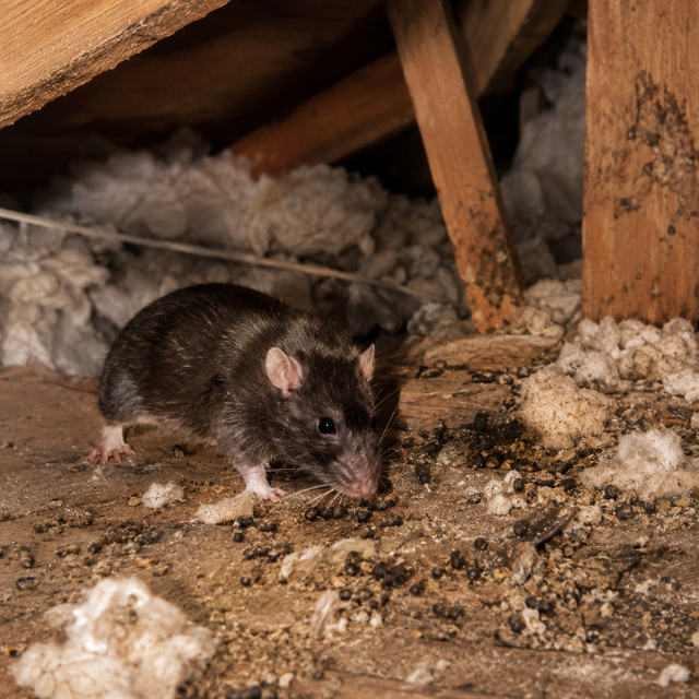 Restored attic insulation